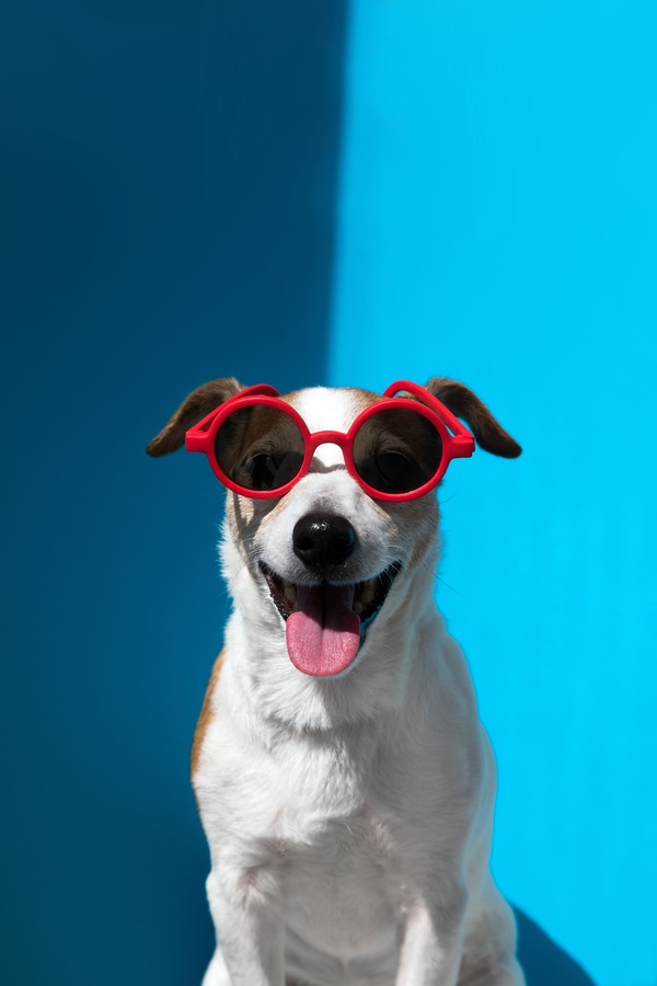 perro-feliz